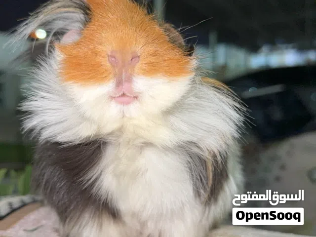 شانشيلا وقيني بيقز للبيع
