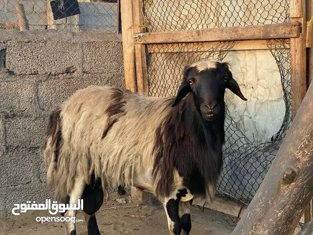 كبش عماني..