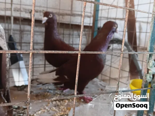 جوز حمام شكايله حمر شغالات