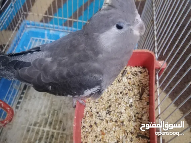 انثى كوكتيل وايت فيس