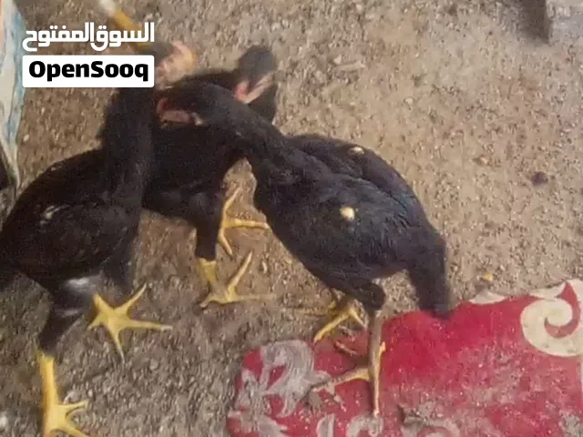 مخاليف هندي