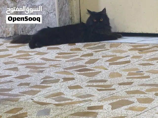 سلام عليكم بزون فحل معقم (مخصي)البيع اليف طينه مايطلع من البيت ملقح