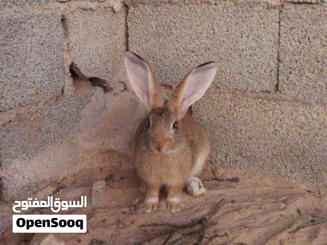متوفر ارنب ذكر مالطي درجه اولي خالي من الامراض بصحه جيده العمر حوالي 6/7شهور .......................