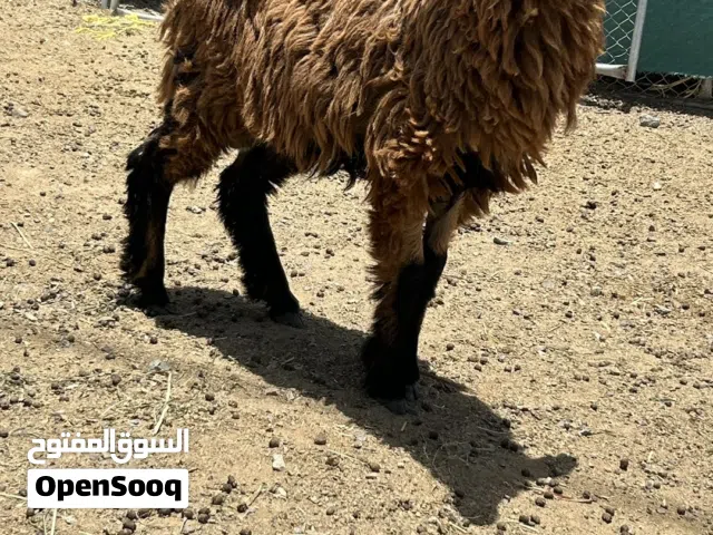 لبيع كبش عماني مكراني