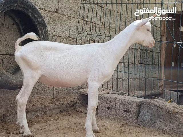 جدي السانين السويسري أصلي