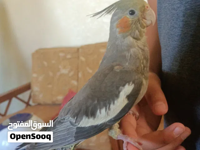 ببغاء للبيع كوكتيل كروان أليف