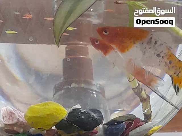 سمك سورتيل زينة