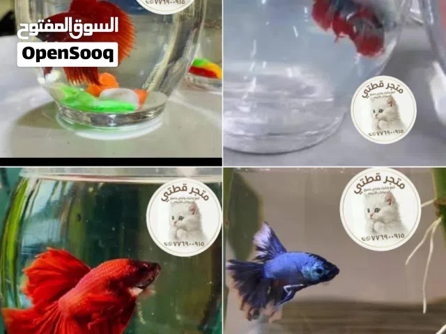 قطط واسماك ومستلزمات