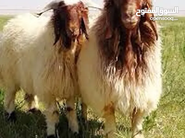 غنم عدد 7 خشنات مال بيت ياكل براسه