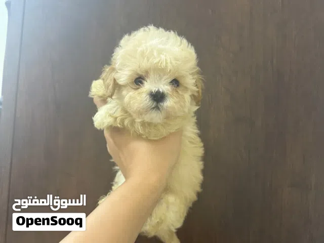 Teacup Maltipoo puppies