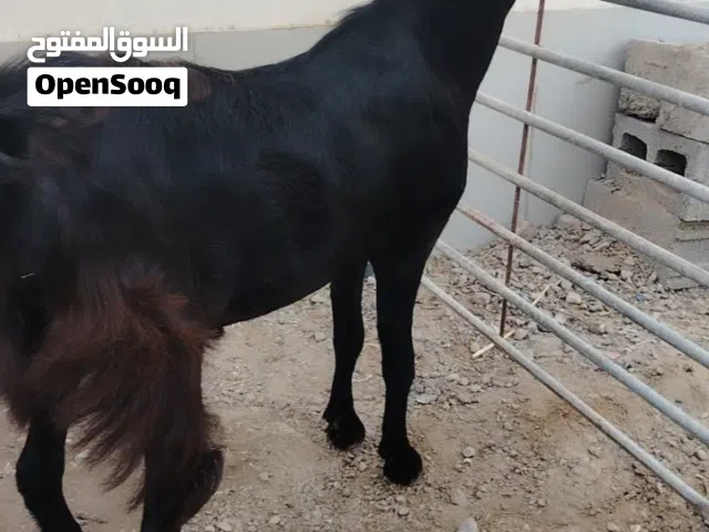 البيع تيس مخصي فل