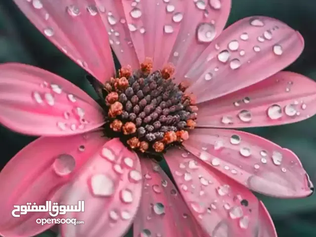 200 m2 4 Bedrooms Apartments for Rent in Hawally Salwa