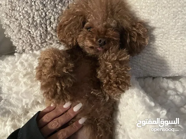 توي بول بيور