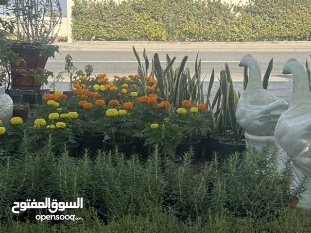 نباتات عطرية:نبتة الزعتر العربي و نبتة إكليل الجبل و النعناع