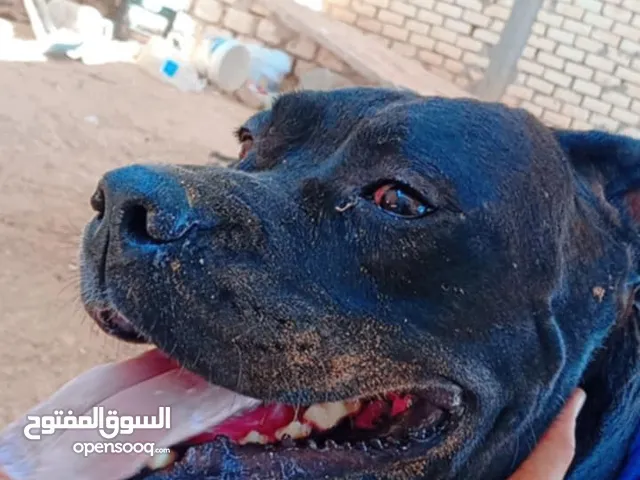 حرق حرق اقرا الوصفه