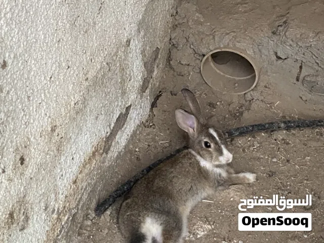 للبيع أرانب عمانيه