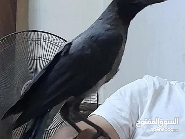 فرخ غراب لبيع مدرب واليف وبسمع الكلام