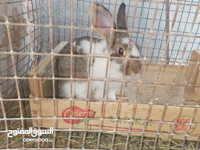 أرنب أنثى للبيع