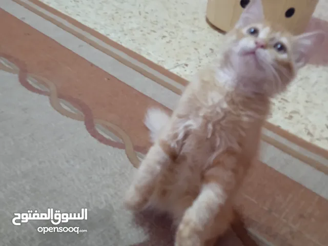 للبيع هر منزلي