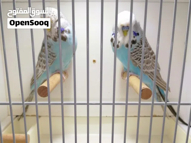 للبيع زوج بادجي انجليزي