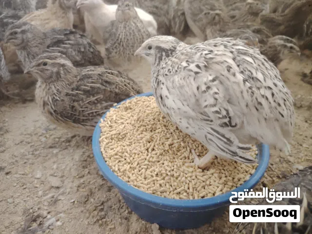 متوفر فري (طائر السمان )مشكل الوان بزة بتجنن عُمر 33 يوم
