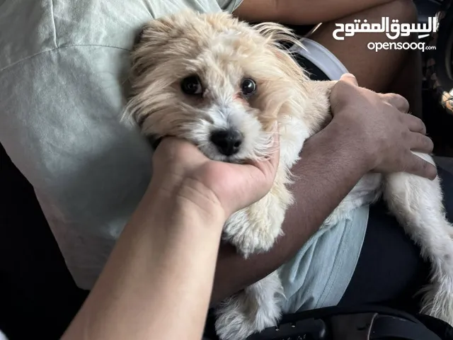 Havanees dog