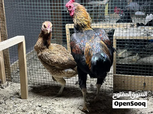 زوج كوشامو للبيع