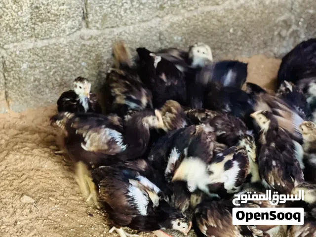 السلام عليكم ورحمة الله وبركاته  متوفر انشاء الله كتكوت الرود ايلاند الامريكي الاصلي درجة اولى