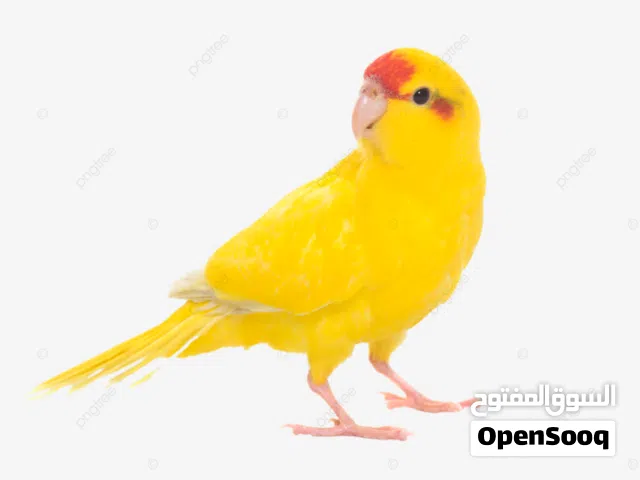 مطلوب انثى كاكاريكي