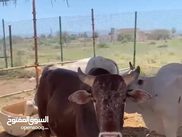 Eid cow ثيران اضاحي