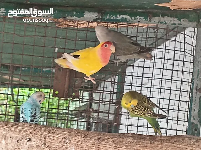 للبيع زوج روز و زوج بادجي منتج وتحته بيض.