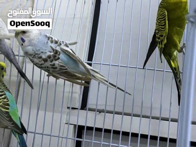 طيور بادجي
