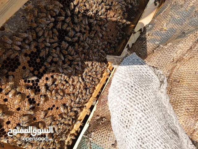 نحل هجين ايطالي