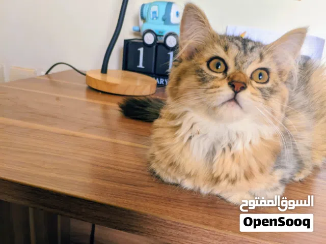 قط للتبني عدن