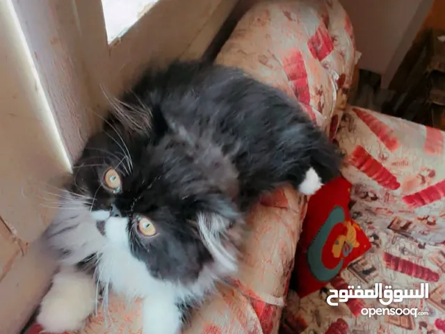 ذكر بيرشين بلاك وايت العمر تلات شهور ونص
