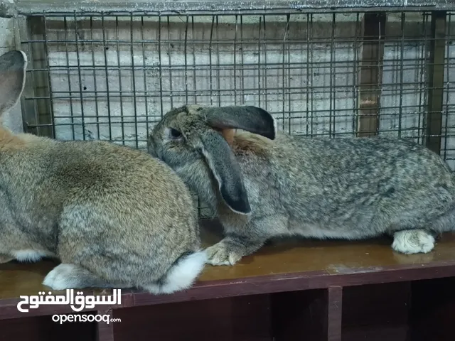 جوز أرانب الماني على أوكراني