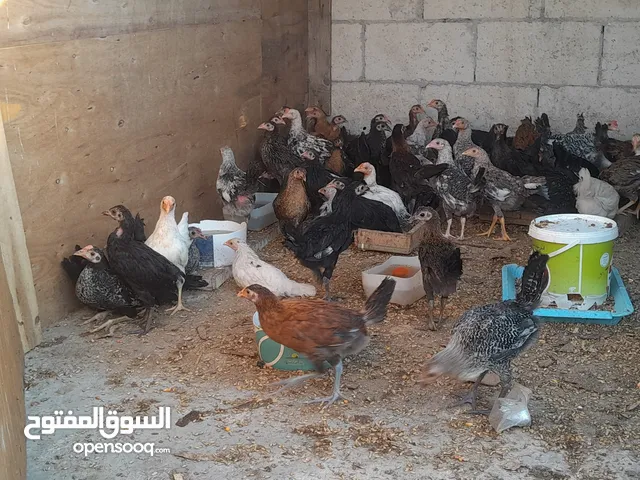 فروج بلدي للبيع