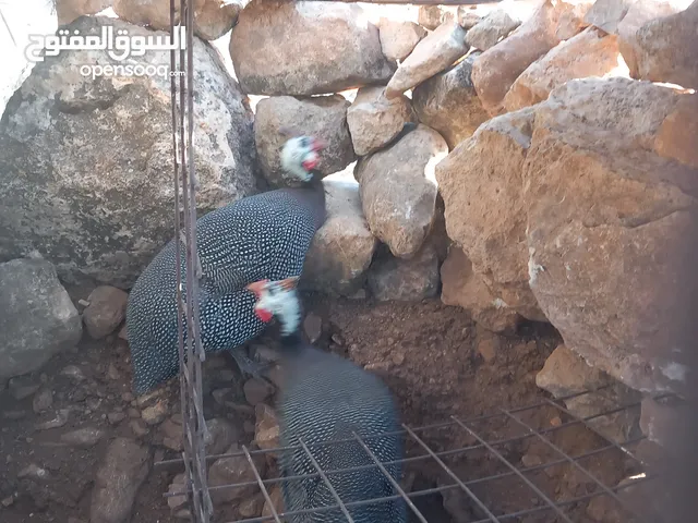 دياك فرعوني