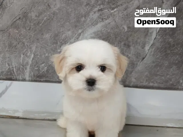 كلاب شيتزو