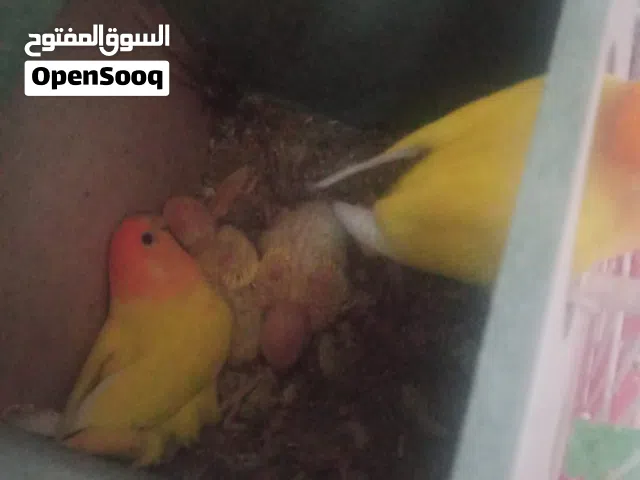 بسم لله نبدأ ...جوز روز اورنج وجوز ريد اوبيلاين
