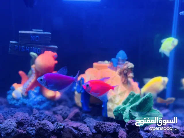 أسماك زينة للبيع " النوع تيترا الاوان لاقوة الا بالله وبصحة جيدة جدا