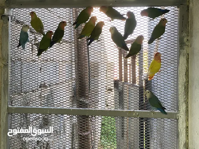 حظيرة بركديلو اقرا الوصف