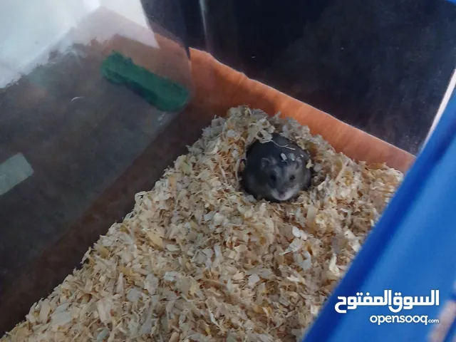 a female Dwarf hamster very beautiful and very friendly best quality and good for childrens