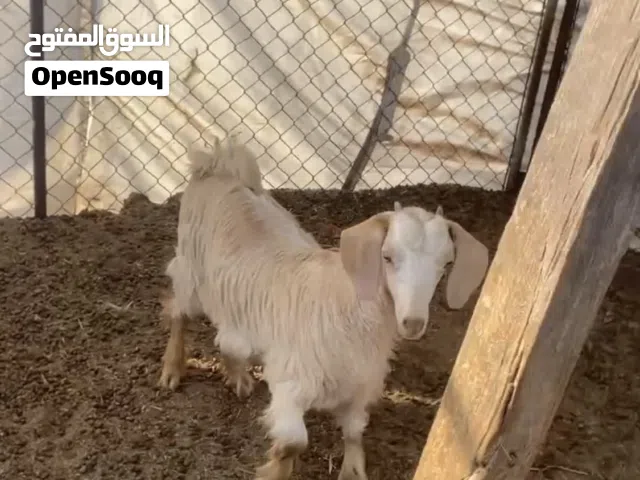 صخله جامودي