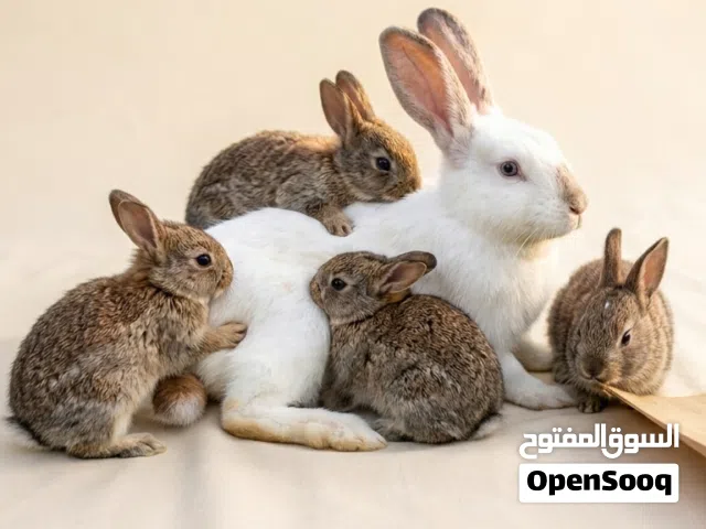 ارنب هولنديه ام معها اربع ارانب بينيات عمر شهر بسعر15 ريال