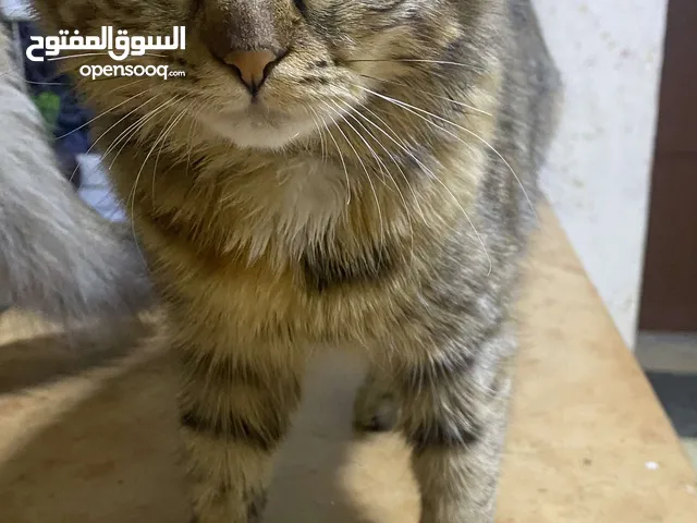 قطط هيمالايا عمرهن 10 شهور الاثنتين للتبني