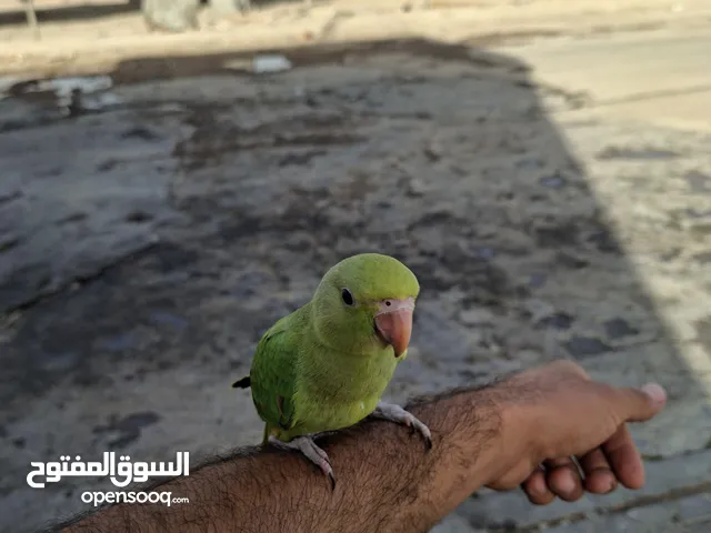 دره هندي اخضر عمر 4اشهر بلبل ابيض الخدين مخلف