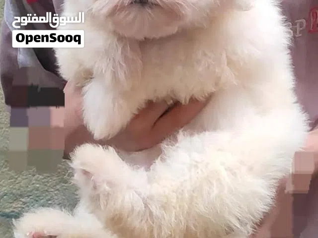 جرو امريكي مالتيز