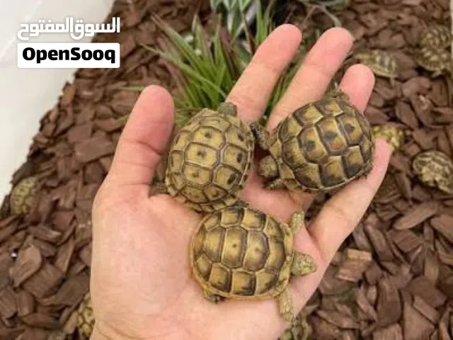 سلاحف برية صغيرة