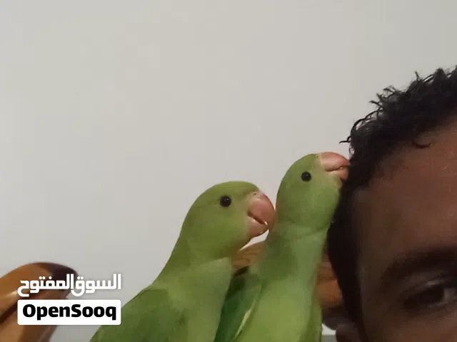 بغبغاء دره هندي اليف